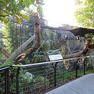 Lost Forest - Gorilla Tropics - Angolan Colobus Exhibit