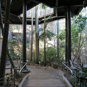Lost Forest - Gorilla Tropics - Scripps Aviary