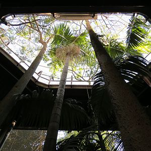 Lost Forest - Gorilla Tropics - Scripps Aviary