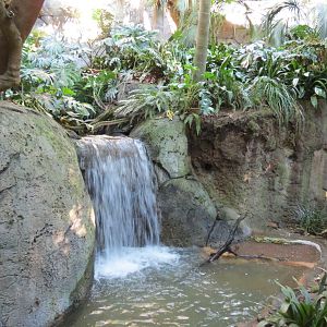 Lost Forest - Gorilla Tropics - Scripps Aviary