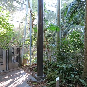 Lost Forest - Gorilla Tropics - Scripps Aviary
