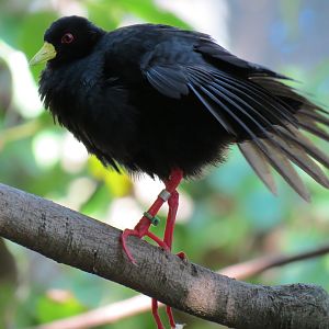 Lost Forest - Gorilla Tropics - Scripps Aviary - Black Crake