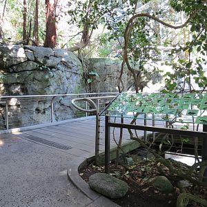 Lost Forest - Gorilla Tropics - Scripps Aviary