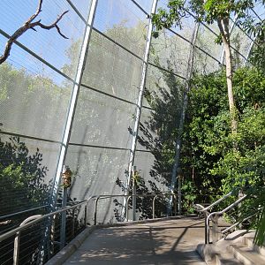 Lost Forest - Gorilla Tropics - Scripps Aviary