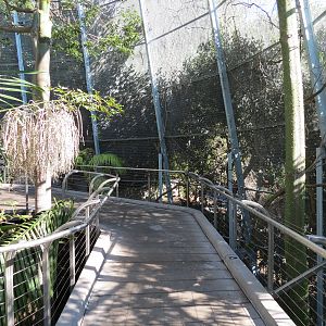 Lost Forest - Gorilla Tropics - Scripps Aviary