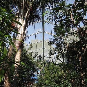 Lost Forest - Gorilla Tropics - Scripps Aviary