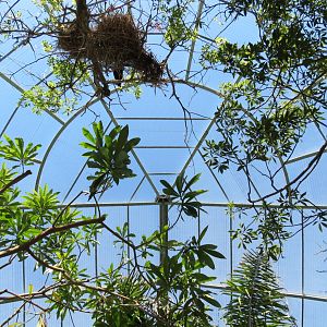 Lost Forest - Gorilla Tropics - Scripps Aviary