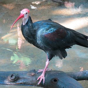 Lost Forest - Gorilla Tropics - Scripps Aviary - Southern Bald Ibis