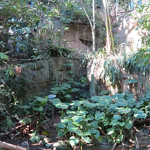 Lost Forest - Gorilla Tropics - Scripps Aviary