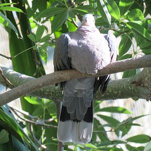 Lost Forest - Gorilla Tropics - Scripps Aviary - Red-eyed Dove