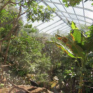 Lost Forest - Gorilla Tropics - Scripps Aviary
