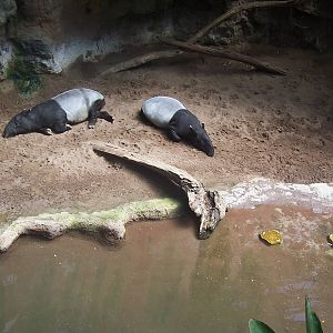 Malayan Tapirs