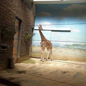 Carter Giraffe Building