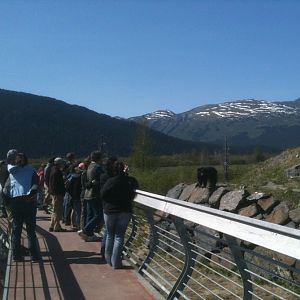 American Black Bear Exhibit and Guests
