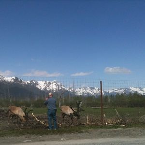 Caribou Exhibit and Guest