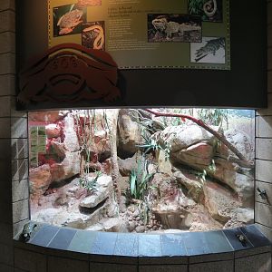 Lost Forest - Monkey Trails and Forest Tails - Gorongosa Girdled Lizard and