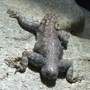 Lost Forest - Monkey Trails and Forest Tails - Gorongosa Girdled Lizard and