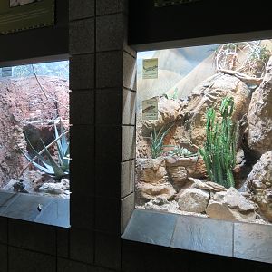 Lost Forest - Monkey Trails and Forest Tails - Reptile Exhibits