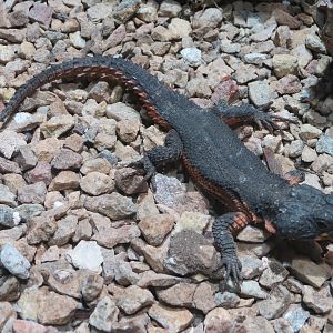 Lost Forest - Monkey Trails and Forest Tails - Reptile Exhibit - Gorongosa