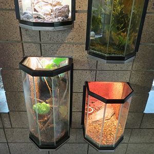 Lost Forest - Monkey Trails and Forest Tails - Reptile and Invertabrate Exh