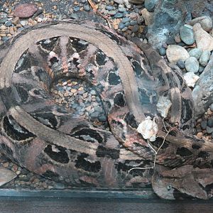 Lost Forest - Monkey Trails and Forest Tails - Gaboon Viper Exhibit