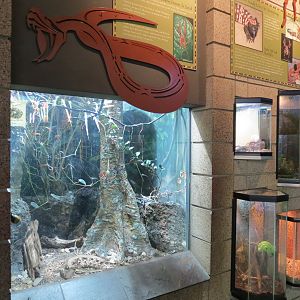 Lost Forest - Monkey Trails and Forest Tails - Gaboon Viper Exhibit