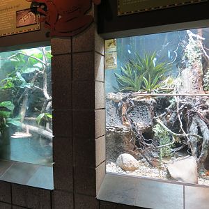 Lost Forest - Monkey Trails and Forest Tails - Reptile Exhibits