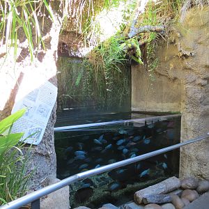 Lost Forest - Monkey Trails and Forest Tails - Unsigned Cichlid Exhibit