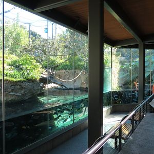 Lost Forest - Monkey Trails and Forest Tails - Pygmy Hippo and Wolf's Gueno