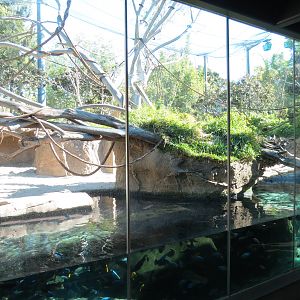 Lost Forest - Monkey Trails and Forest Tails - Pygmy Hippo and Wolf's Gueno