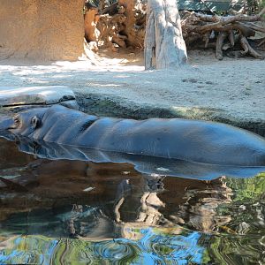 Lost Forest - Monkey Trails and Forest Tails - Pygmy Hippo and Wolf's Gueno