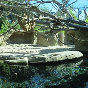 Lost Forest - Monkey Trails and Forest Tails - Pygmy Hippo and Wolf's Gueno