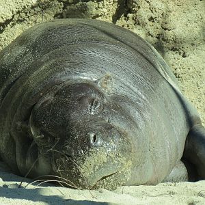 Lost Forest - Monkey Trails and Forest Tails - Pygmy Hippo and Wolf's Gueno