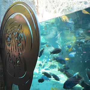 Lost Forest - Monkey Trails and Forest Tails - Pygmy Hippo and Wolf's Gueno