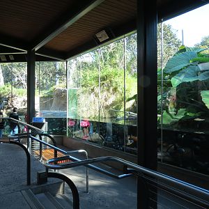 Lost Forest - Monkey Trails and Forest Tails - African Slender-snouted Croc