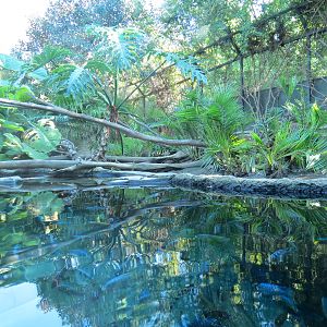 Lost Forest - Monkey Trails and Forest Tails - African Slender-snouted Croc