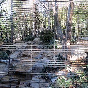 Lost Forest - Monkey Trails and Forest Tails - Sociable Weaver and Others E