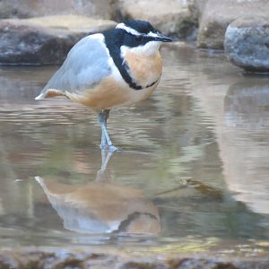 Lost Forest - Monkey Trails and Forest Tails - Sociable Weaver and Others E