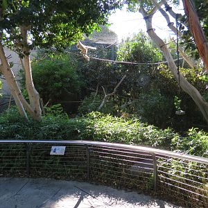 Lost Forest - Monkey Trails and Forest Tails - Red-cheeked Gibbon Exhibit