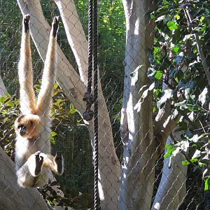 Lost Forest - Monkey Trails and Forest Tails - Red-cheeked Gibbon Exhibit