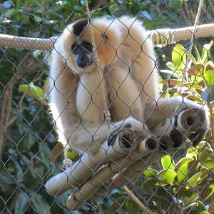 Lost Forest - Monkey Trails and Forest Tails - Red-cheeked Gibbon Exhibit