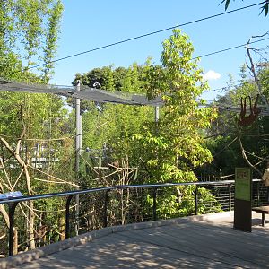 Lost Forest - Monkey Trails and Forest Tails - Tufted Capuchin Exhibit