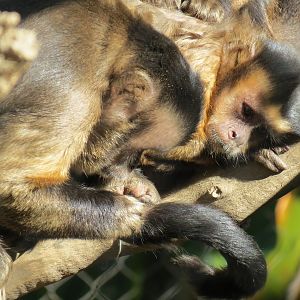 Lost Forest - Monkey Trails and Forest Tails - Tufted Capuchin Exhibit