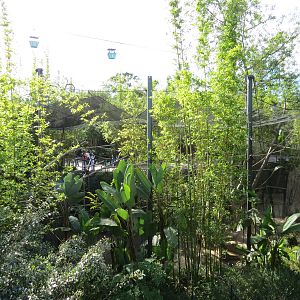 Lost Forest - Monkey Trails and Forest Tails - Tufted Capuchin Exhibit