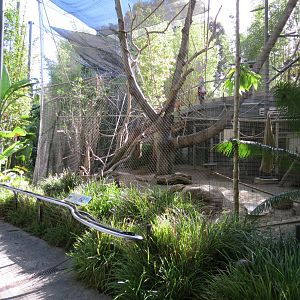 Lost Forest - Monkey Trails and Forest Tails - Tufted Capuchin Exhibit