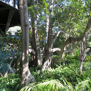 Lost Forest - Monkey Trails and Forest Tails - Ficus