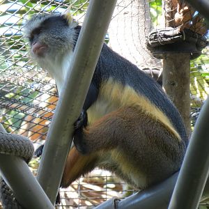 Lost Forest - Monkey Trails and Forest Tails - Pygmy Hippo and Wolf's Gueno