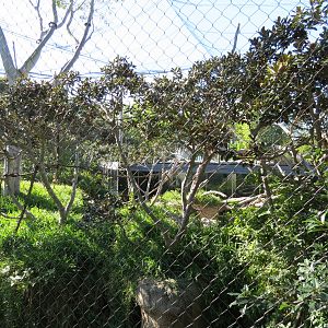 Lost Forest - Monkey Trails and Forest Tails - Pygmy Hippo and Wolf's Gueno