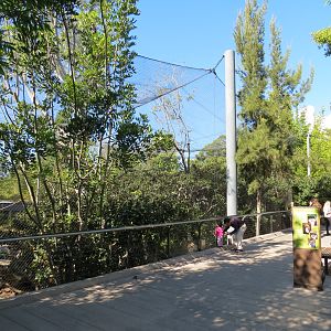 Lost Forest - Monkey Trails and Forest Tails - Pygmy Hippo and Wolf's Gueno