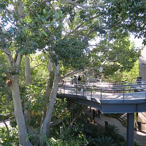 Lost Forest - Monkey Trails and Forest Tails - Elevated Walkway